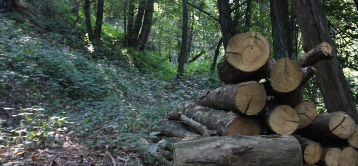 ATTENZIONE: Interventi di taglio del bosco in corso!